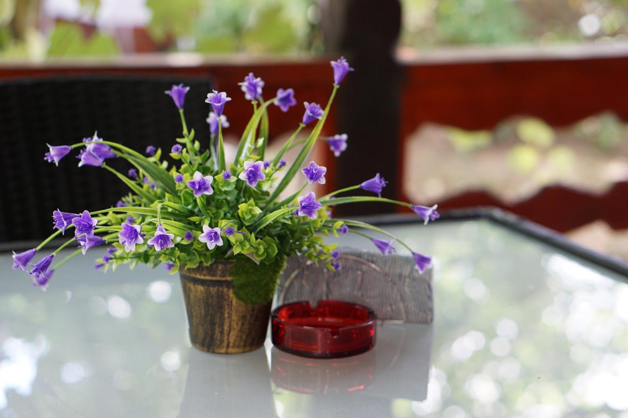 Villa Hanna'S Garden - Mintia מראה חיצוני תמונה